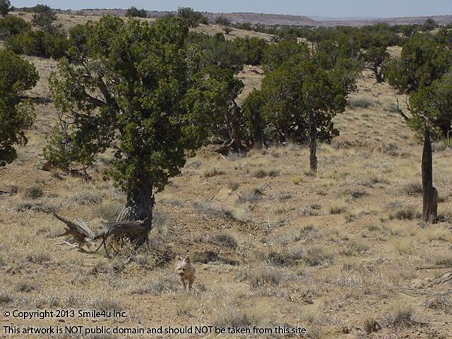 Buddy, hidden in the grass, out helping explore 36.5 acres of land for sale by St Johns Arizona. Its stunning with its trees and views of the Painted Desert. You can actually see one of the gorgeous red and white striped hills of the Painted Desert at the top of the photo! Loved this property - a fabulous place to build a ranch house or hang out in your RV!